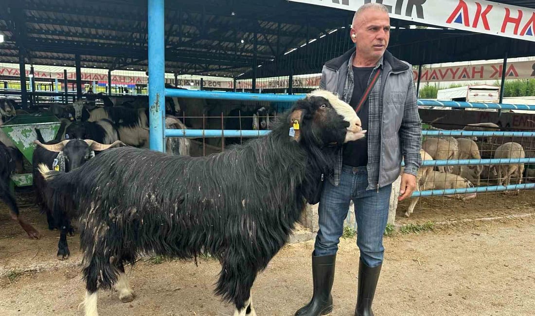 Bursa’daki kurban pazarının şampiyon keçisi 47 bin liradan satıldı Kurban Bayramı arifesinde hareketliliğin zirve yaptığı Yıldırım ilçesindeki İsabey Kurban