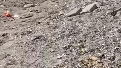 Bursa’nın Mudanya ilçesinde sahil bandında görülen yaban domuzu, vatandaşların cep