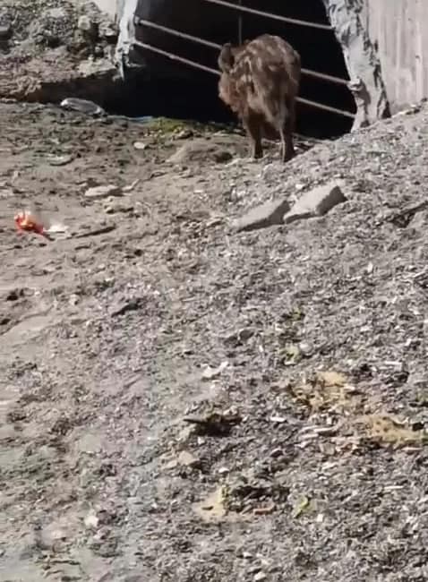 Aç kalan domuzlar sahile indi Bursa’nın Mudanya ilçesinde sahil bandında görülen yaban domuzu, vatandaşların cep