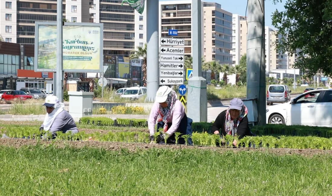 Bu yaz Osmangazi’de çiçek kokuları eksik olmayacak Osmangazi Belediyesi, ilçeyi rengarenk çiçeklerle buluşturuyor. Parklar, meydanlar, refüjler ve