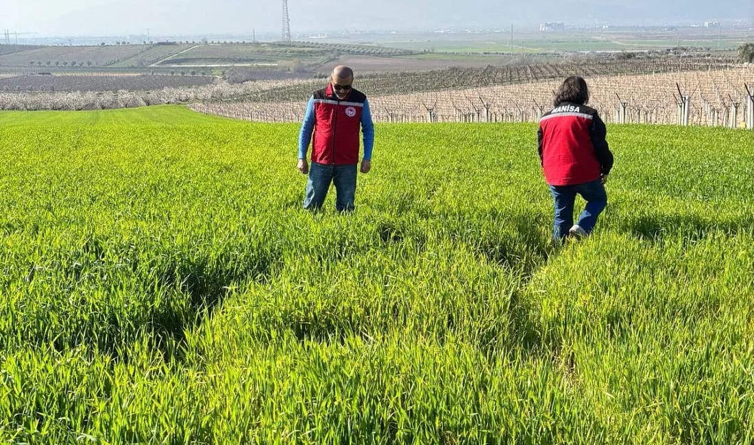 Manisa’da buğday üreticilerine septorya uyarısı Salihli İlçe Tarım ve Orman Müdürlüğü, buğday, arpa ve yulaf