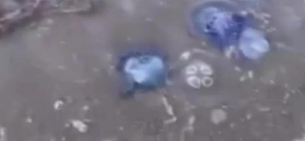 Gemlik sahilini kaplayan mavi denizanaları tatilcileri ve balıkçıları endişelendirdi. Vatandaşlar,