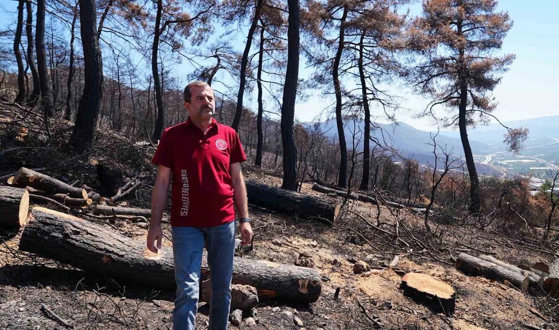 3 bin kilo tohum, yanan bölgelerde toprakla buluşacak Gürsu'da orman yangını sonrası temizlik çalışmaları sürüyor. Başkan Işık, fidan