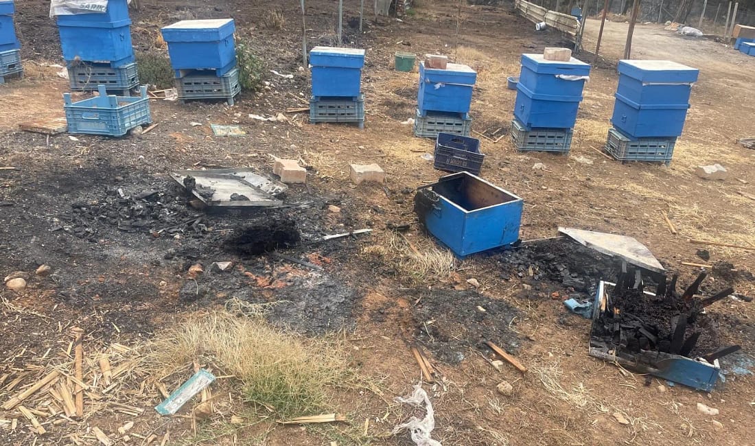 Gürsu’da yangınla yok olan milyonlarca arı tarımı tehdit ediyor Bursa Gürsu’daki orman yangınında milyonlarca arı telef oldu. Tarımsal üretimde