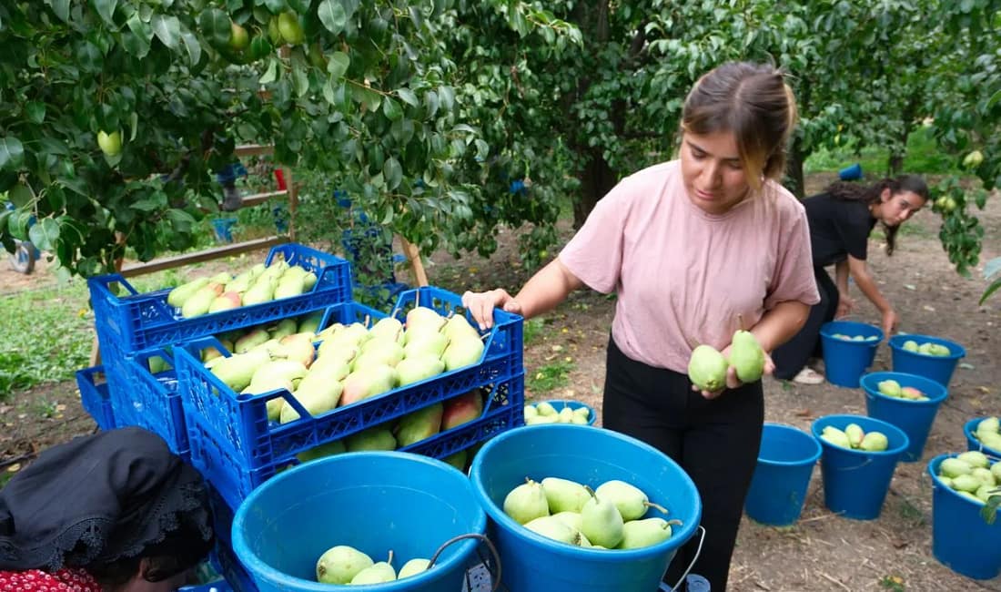Bursalı çiftçiler İtalyanları geride bıraktı Zor ve hassas bir tür olan Santa Maria armudunda dekarda