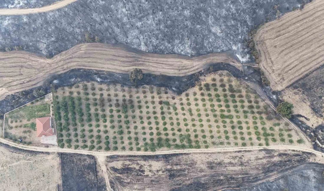 Gelibolu yangınında herkesin yüreğini ferahlatan görüntü Çanakkale’nin Gelibolu ilçesinde çıkan orman yangınında, sahibi tarafından etrafı temizlenen