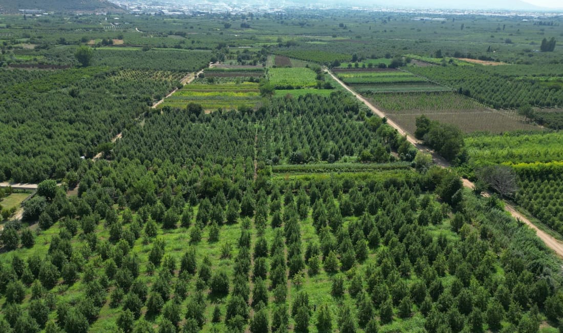 Kestel, dev fuara çıkarma yapıyor! Bursa’nın tarımsal üretimdeki öncü ilçesi Kestel, 10-13 Eylül 2025 tarihlerinde