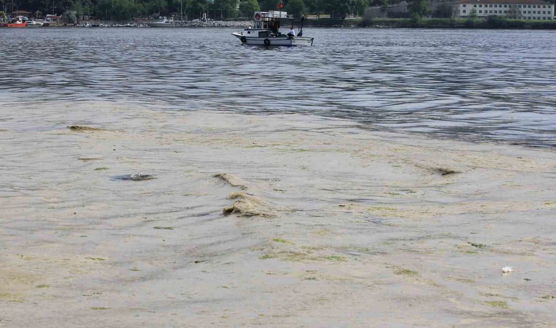Marmara’daki müsilaj zararı için balıkçılara destek sözü Tarım ve Orman Bakanlığı, Marmara Denizi’ndeki müsilajdan etkilenen küçük ölçekli