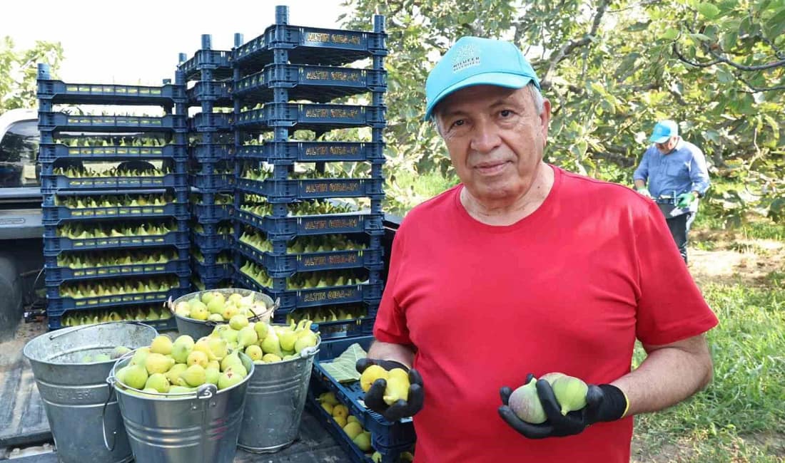 Nilüfer’de incir hasadı başladı hedef 10 ton verim Nilüfer Belediye Başkanı Şadi Özdemir, Fadıllı Mahallesi’nde incir hasadına katıldı.