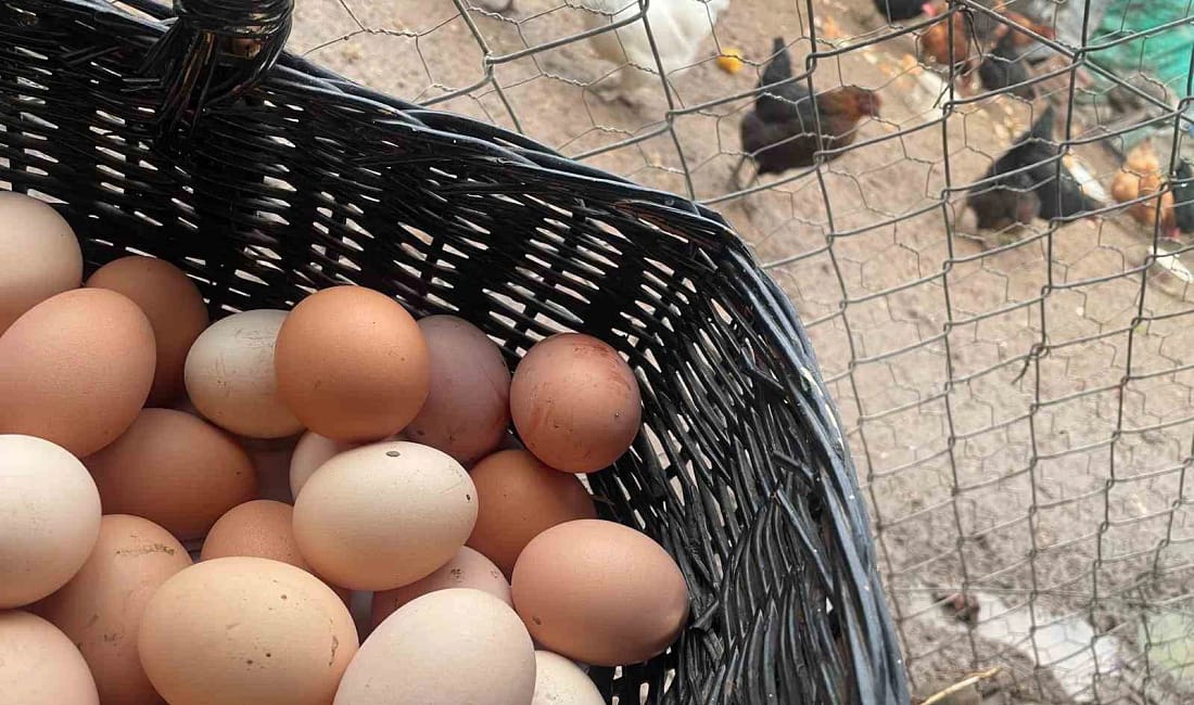 Okulların açılması yumurtayı “Mayıs çukuru”ndan kurtaracak "Mayıs çukuru" denilen talebin azaldığı dönemde marketlerde fiyatı 100 liraya