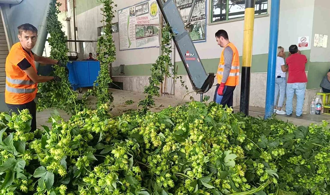 Pazaryeri’nde şerbetçiotu hasadı başladı ne anlam ifade ediyor Pazaryeri’nde 'Yeşil Altın' olarak adlandırılan şerbetçiotunun hasadı başladı. Bu özel