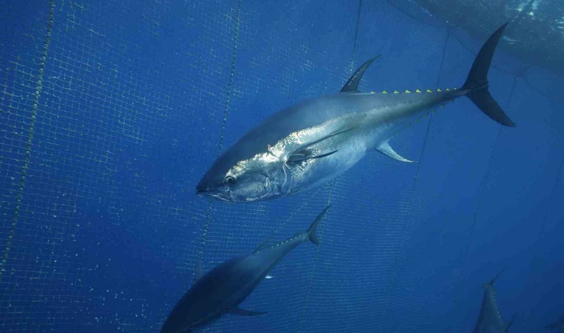 Türkiye yakalıyor, Japonya ve Güney Kore yiyor Türkiye’nin 130 milyon doları bulan orkinos ihracatının önemli bölümü Japonya