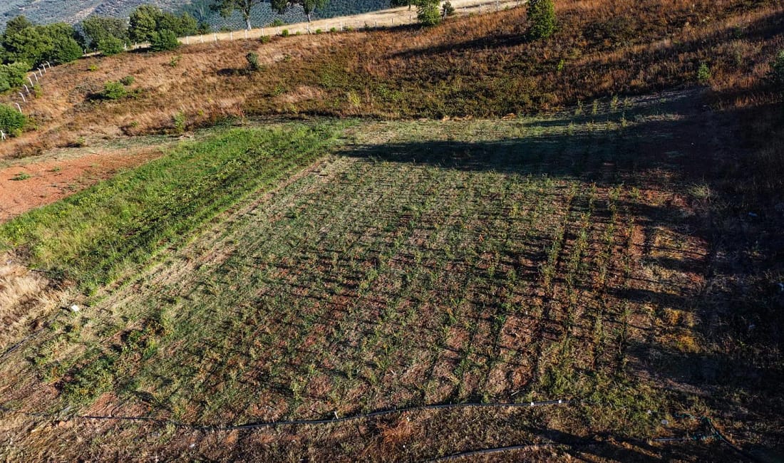 Gemlik’ten ata tohumu seferberliği Gemlik Belediyesi, belediyeye ait tarlalarda 100 yıllık geçmişe sahip ata