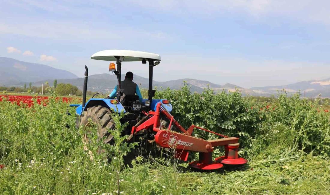 Muğla’da üreticiye ücretsiz yem bitkisi tohumu desteği Muğla Büyükşehir Belediyesi, kırsal kalkınmayı desteklemek amacıyla 1 ila 10