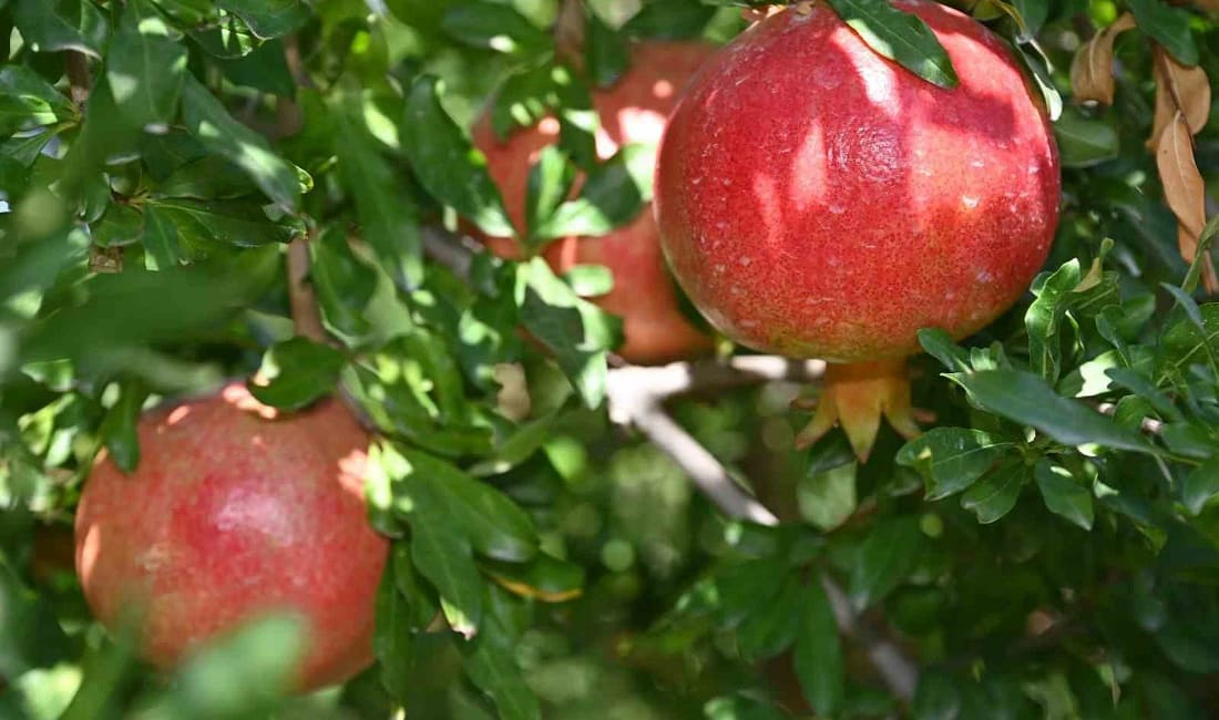 Pamukkale’de üreticiler nar sezonunu açtı Türkiye’nin nar üretiminde 5. sırada yer alan Denizli’de hasat başladı.