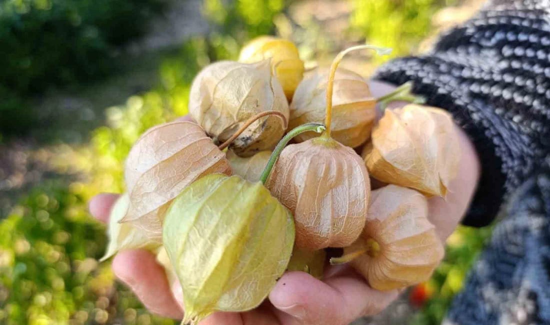 Manisa’da altın çilek pazarda yok satıyor Manisa’nın Demirci ilçesinde Rahime-Ali Dübek çiftinin yaylada yetiştirdiği altın çilek,