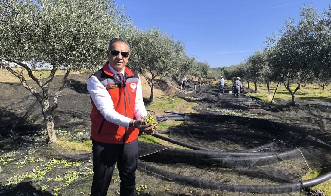 Aydın, zeytin üretiminde Türkiye’nin ilk 3 şehrinden Aydın, 2024 TÜİK verilerine göre sofralık zeytin üretiminde 152 bin