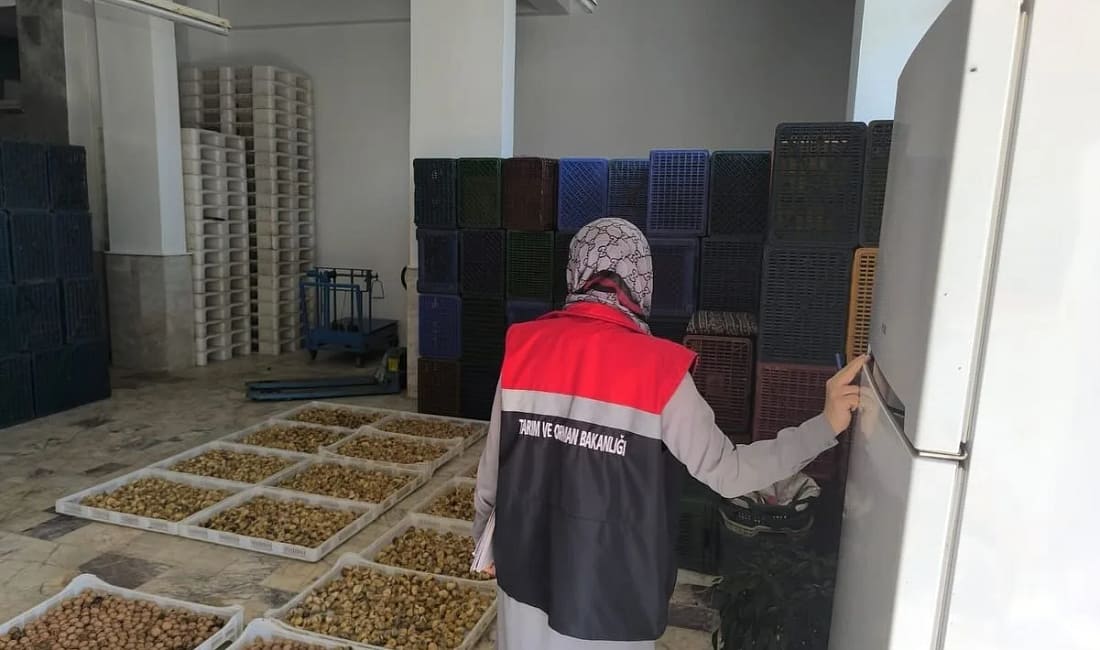 Köşk’te kuru incir depolarına hijyen denetimi Köşk İlçe Tarım ve Orman Müdürlüğü ekipleri, kuru incir depolarında
