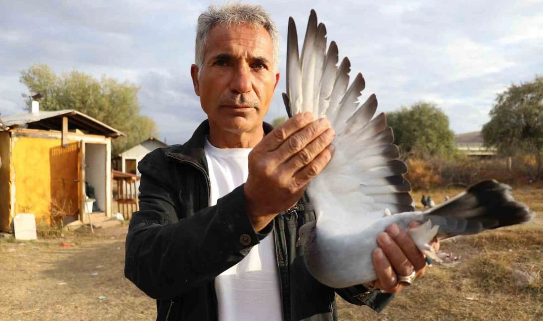 Sivas kuşu yurt dışından talep görüyor Sivas’a özgü güçlü sesi ve dayanıklılığıyla tanınan Sivas kuşu, 500