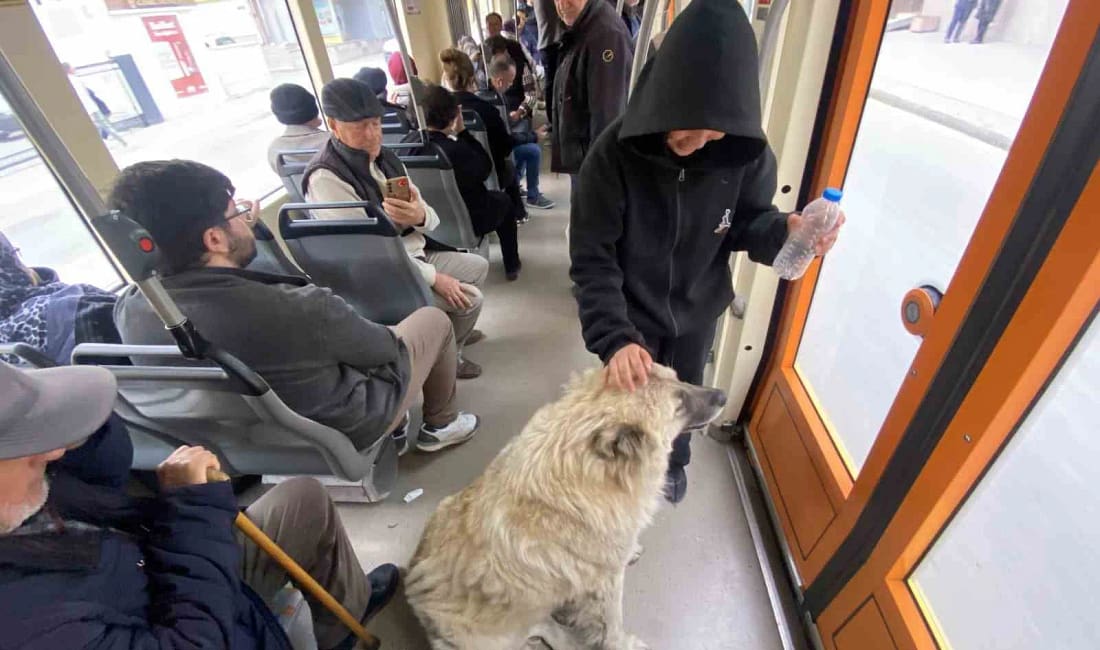 Tramvaya binen sevimli köpek yolcuları gülümsetti Eskişehir’de SSK–Otogar hattında tramvaya binen sokak köpeği, yolcuların ilgi odağı