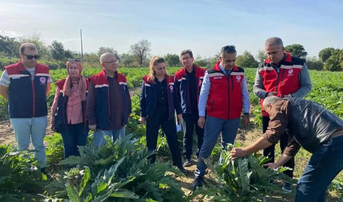 Aydın enginarında verim artışı sürüyor Coğrafi işaretli Aydın Enginarı, 2024 yılında 6 bin 615 ton