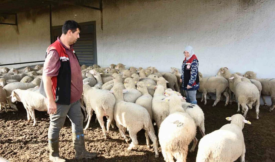 Aliağa’da 110 üreticiye damızlık koyun desteği sağlandı Aliağa Belediyesi ve İl Tarım ve Orman Müdürlüğü iş birliğiyle