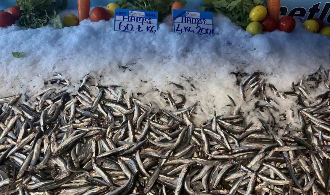 Hamsi bollaştı fiyatlar düştü İstanbul’da hamsinin kilogram fiyatı 60 liraya kadar gerilerken, 4 kilosu