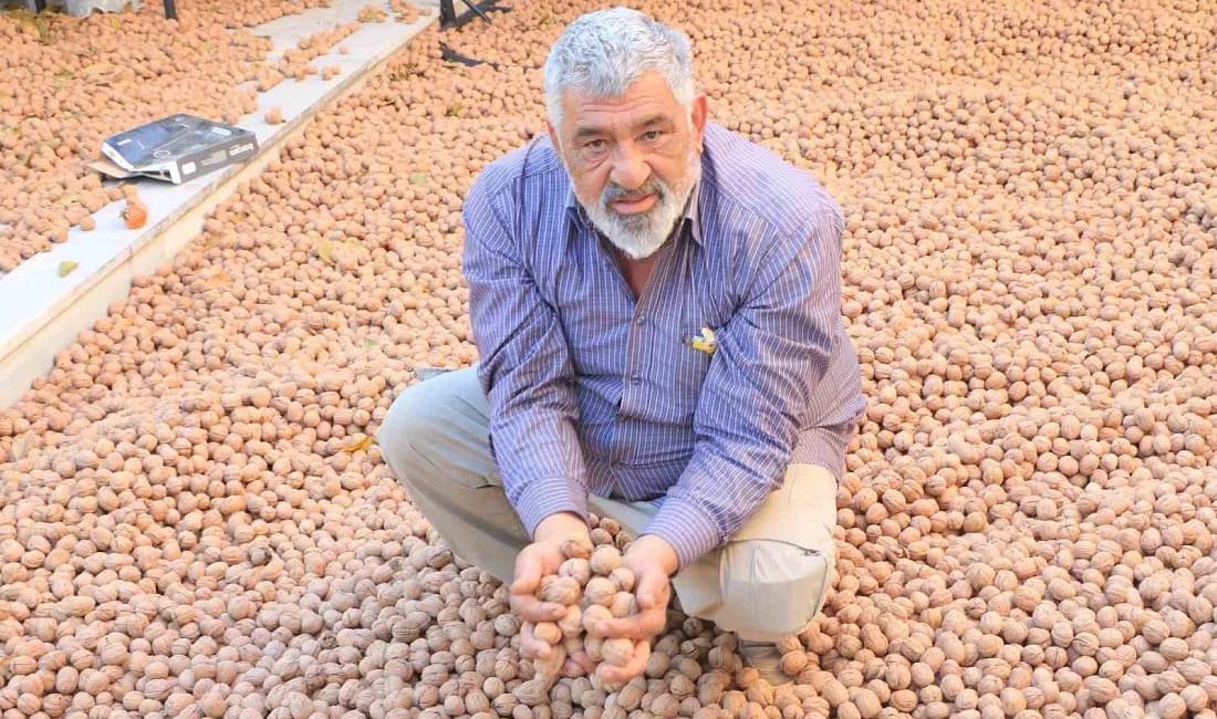 Ziya Nacaklı ceviz üretiminde marka olma yolunda ilerliyor Fransada 40 yıl dönercilik yaptıktan sonra memleketine dönen 61 yaşındaki
