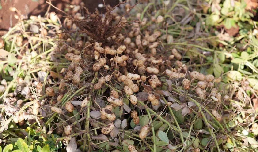 ADYÜTAYAM’da yer fıstığı hasadı ve sera denemeleri tamamlandı Adıyaman Üniversitesi’nin yer fıstığı ve sebze yetiştiriciliği çalışmalarından elde edilen