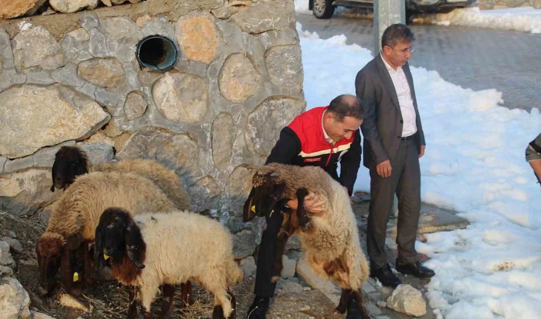 Şırnak’ta vahşi hayvan saldırısı sonrası üreticiye destek Şırnak’ta vahşi hayvanların telef ettiği küçükbaşlar sonrası mağdur olan üreticiye,