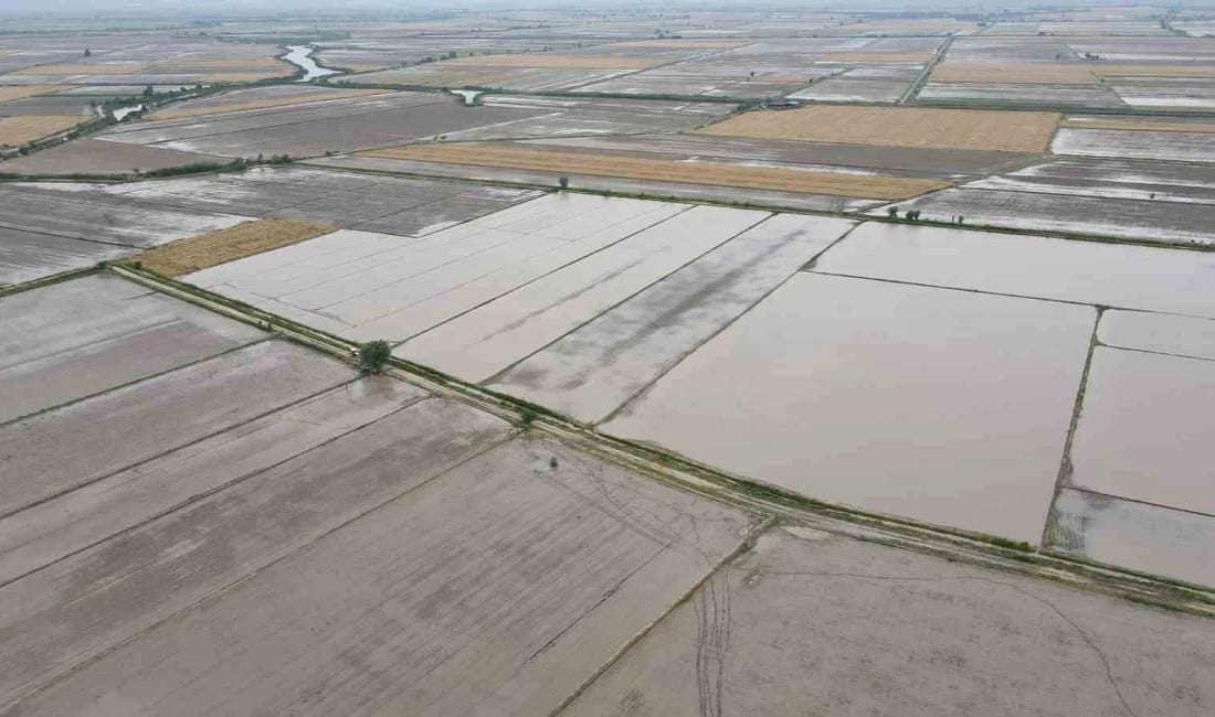 Söke’de ÇKS beyanlarında buğday ve pamuk öne çıktı Söke’de 2026 Üretim Yılı ÇKS ürün beyanları açıklandı; buğday, pamuk