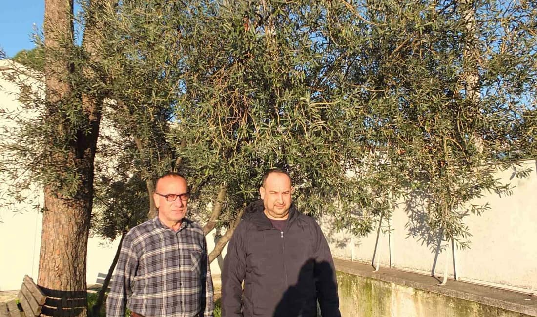 Burhaniye’de yağışlar zeytin üreticisine umut oldu Balıkesir’in Burhaniye ilçesinde aralıklarla etkili olan yağışlar su baskınlarına yol