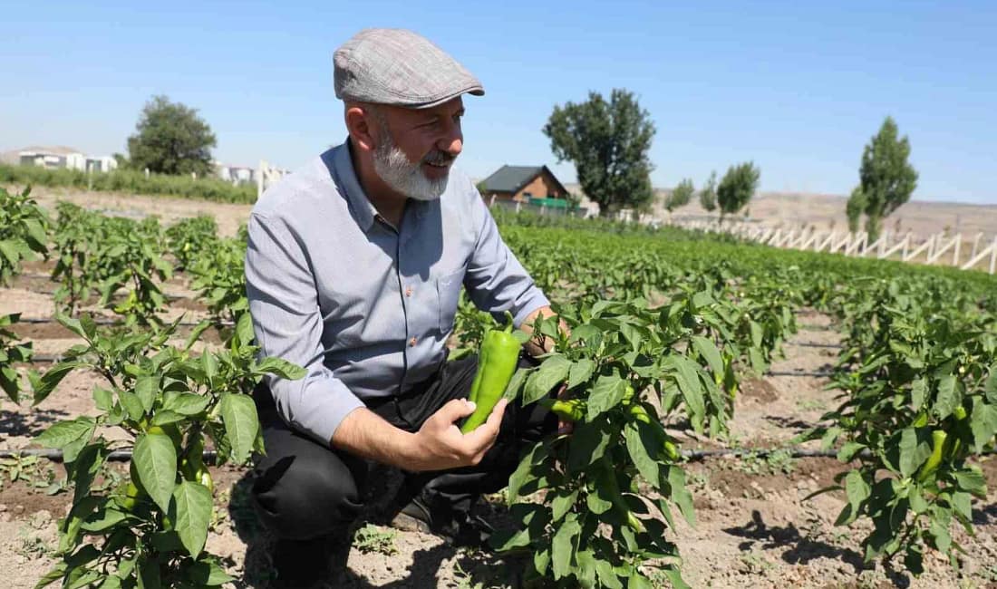 Kocasinan’da çiftçiye erkenci kapya biberi desteği Kocasinan Belediyesi, üreticilere ücretsiz erkenci kapya biberi tohumu dağıtacak. Başkan