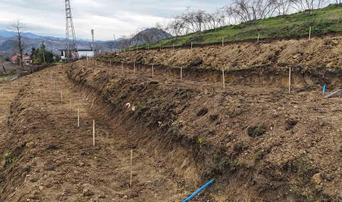 Ordu’da fındıkta verimi artıran yeni model Ordu Büyükşehir Belediyesi’nin FINVER Projesi kapsamında teraslama, tek dal dikim