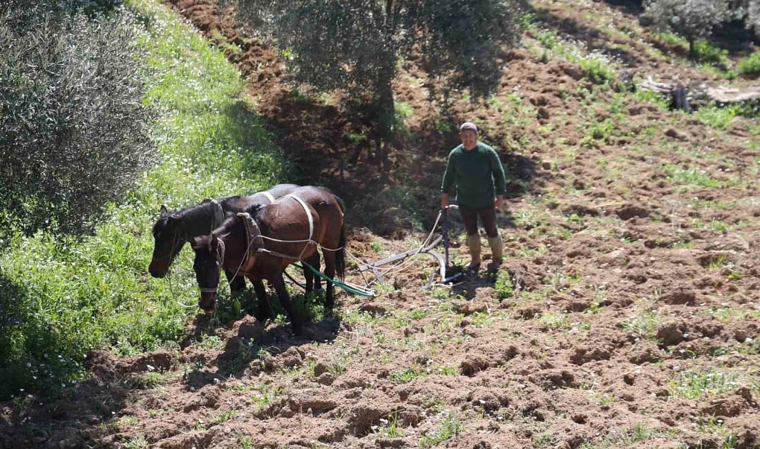 Aydın dağlarında karasaban mesaisi başladı Aydın’ın dağ köylerinde incir ve zeytin üreticileri baharla birlikte tarlalara