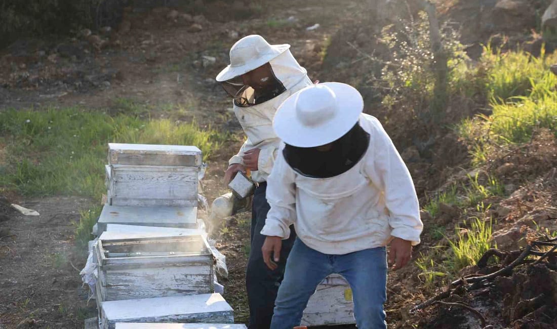 Aydın’da arıcılar sezondan umutlu Aydın’da arıcılar, bol yağışlı kışın ardından baharın verimli başlamasıyla arı