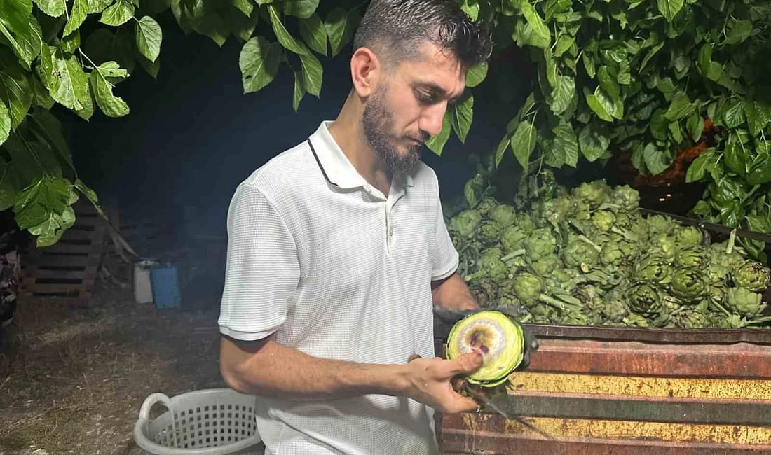 Ailecek enginar soyucular: Soyması 10 saniye sürüyor Türkiye’de enginar üretiminde İzmir’in ardından ikinci sırada yer alan Bursa’da,