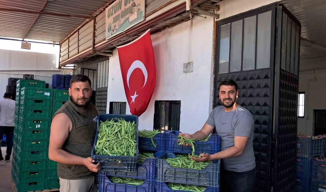 İznik’te Nazende fasulyesinde ilk hasat başladı, üretici fiyatlardan memnun Bursa’nın İznik ilçesine bağlı Boyalıca Mahallesi’nde yörenin önemli tarım ürünlerinden