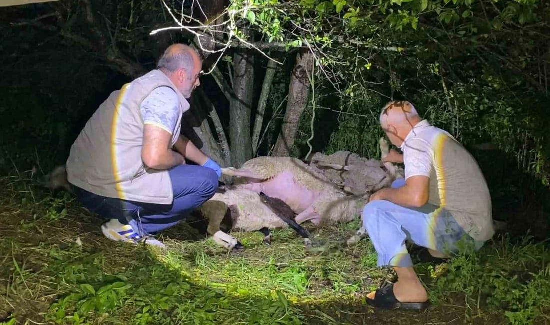 Sürüye yıldırım isabet etti, 6 küçükbaş hayvan telef oldu Bursa’nın İnegöl ilçesinde yıldırımın düştüğü ağacın altındaki 6 küçükbaş hayvan