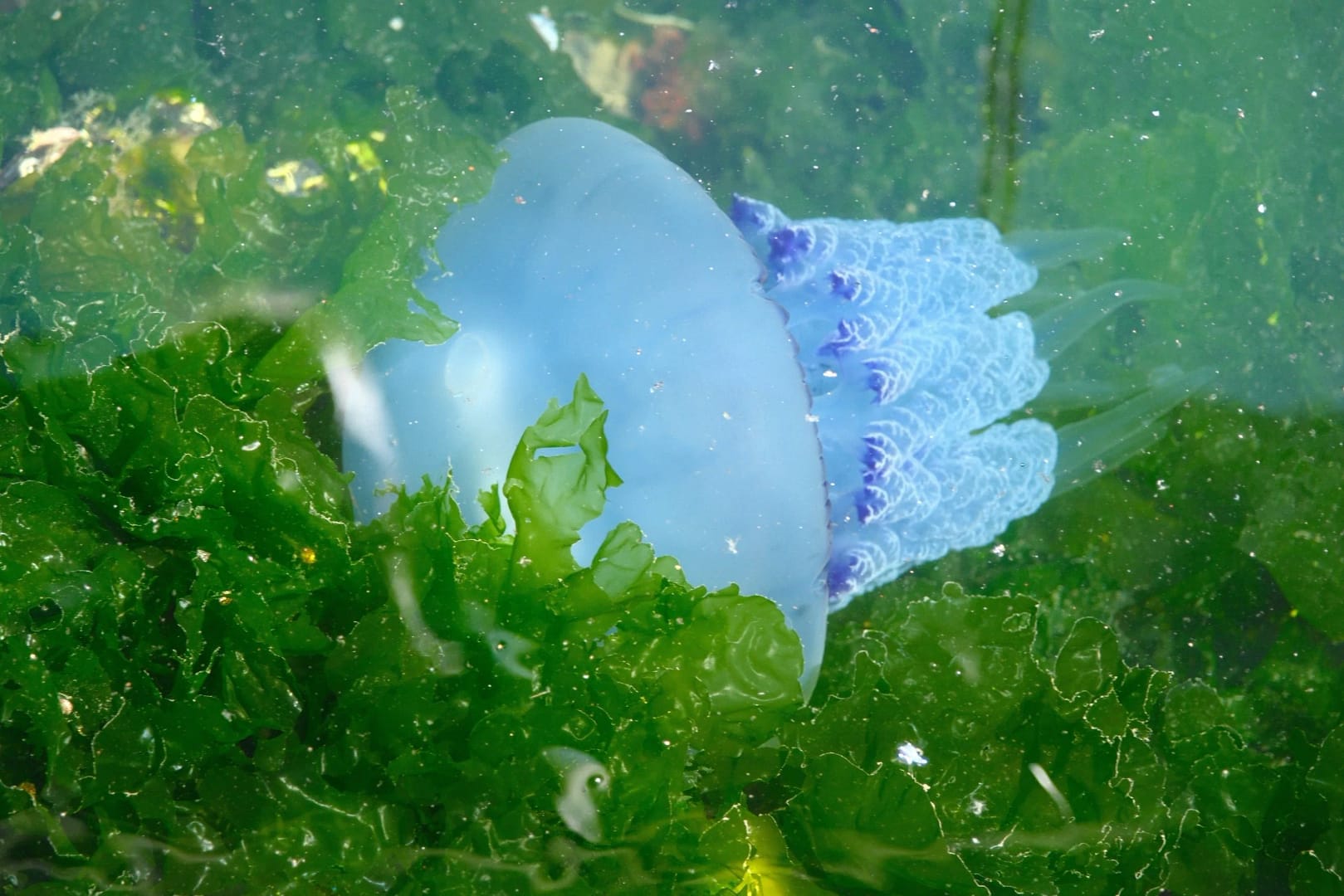 Müsilaj sonrası rahat nefes alan Marmara balıkçısı, bu kez de