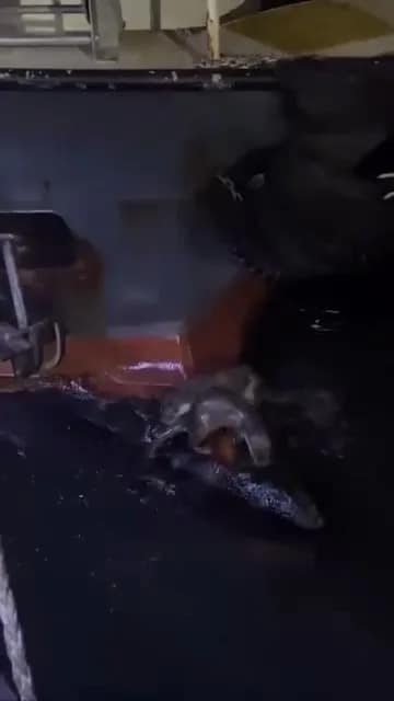 Su samurlarının balık keyfi kamerada Bursa’nın Gemlik ilçesinde iki su samurunun keyifli anları, bir vatandaşın