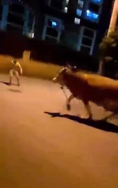 Bursa’da dana paniği Bursa’da kaçan bir dana mahallede paniğe sebep oldu. Sahibinin elinden