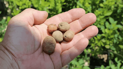 Tarım ve Orman Bakanlığı destekli projeyle salep üretimi Bursa’da yaygınlaşıyor.