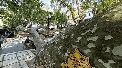 Bursa’nın sembollerinden İnkaya Çınarı, tarihi, gölgesi ve yöresel ekonomiye katkısıyla