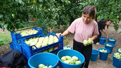 Zor ve hassas bir tür olan Santa Maria armudunda dekarda