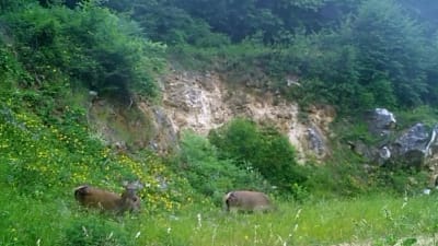 Bursa’da yaban hayatı izleme çalışmaları sırasında üç dişi kızılgeyik, fotokapanlara