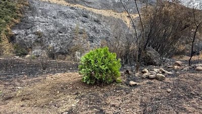 Doğada yemek videolarıyla tanınan Süleyman Ateştepe, Bursa’daki orman yangınının ardından