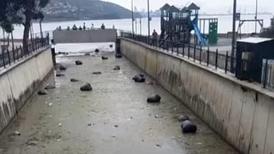 Bursa’nın Gemlik ilçesinde yağmur sonrası Karsak Deresi’nden denize taşan atıklar,