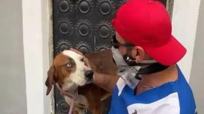 Bursa’nın Harmancık ilçesindeki orman yangınında dumandan etkilenen köpek, HAYTAP tarafından