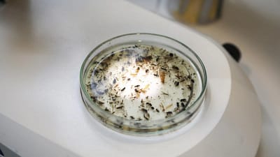 Bursa Teknik Üniversitesi (BTÜ) akademisyenleri, Karacabey ilçesinin Karadağ bölgesindeki ormanlarda,